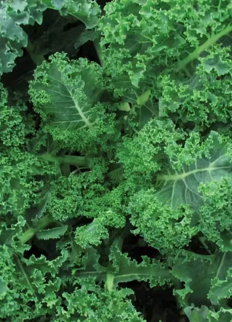 Vates Blue Scotch Curled Kale – 250 Seeds