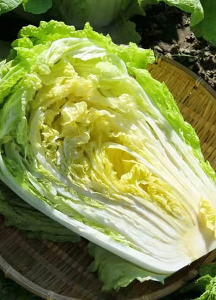 Napa Michihili Heading Cabbage – 100 Seeds