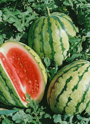 Dixie Queen Watermelon – 25 Seeds