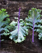 Red Russian Kale – 250 Seeds