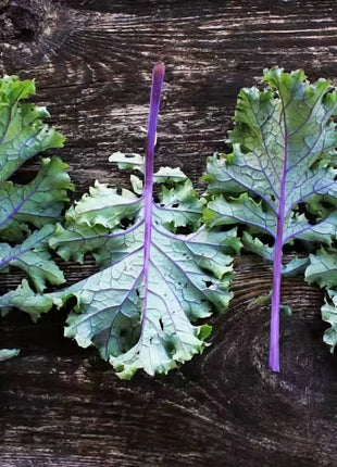 Red Russian Kale – 250 Seeds