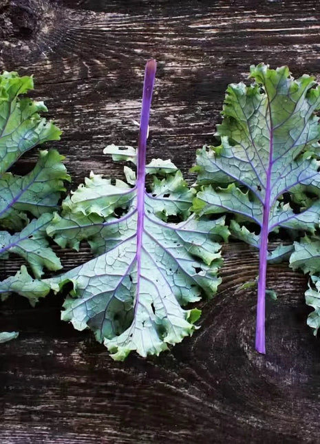 Red Russian Kale – 250 Seeds