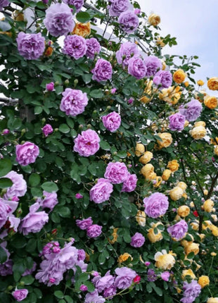 🌹Climbing Vine Rose Flower Seeds🌹