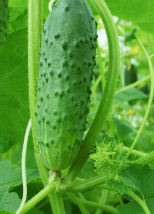 Pioneer Cucumber – 30 Seeds