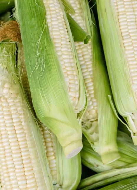 Stowells Evergreen Sweet Corn – 30 Seeds