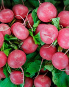 Cherry Belle Radish – 250 Seeds