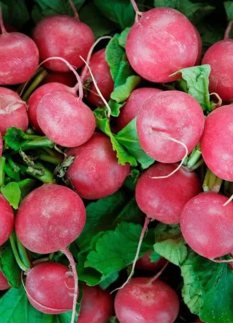 Cherry Belle Radish – 250 Seeds