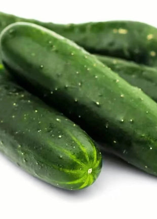 Ashley Cucumber – 30 Seeds