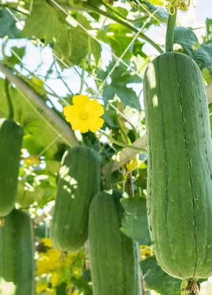 Luffa Gourd – 20 Seeds