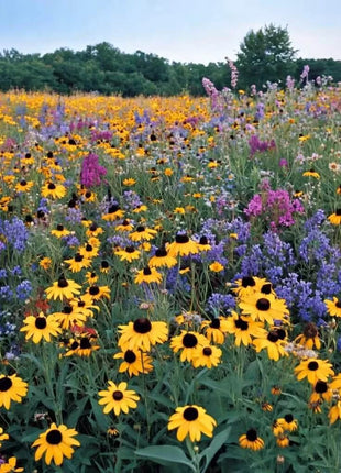 Perennial Wildflower Seed Mix (15 Varieties) – 1,000 Seeds