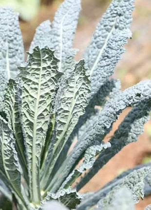 Lacinato "Dinosaur" Kale – 250 Seeds