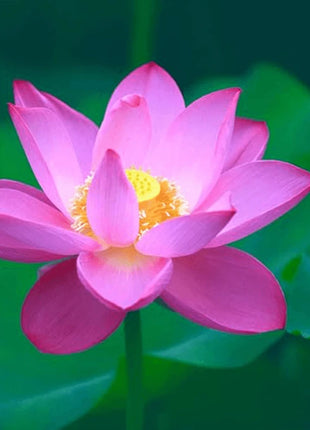 Bowl Lotus Seeds Bonsai Lotus Seeds for Planting Water Lily Flower Aquatic Plants Seeds
