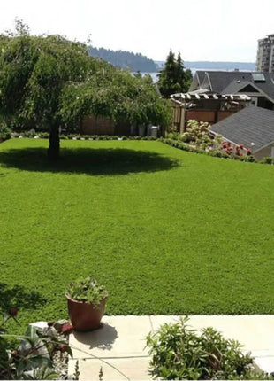 Micro Clover (Mini) – 10,000 Seeds