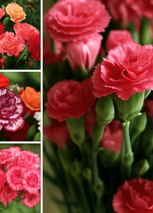 Carnation Perennial Seeds 20pcs High Survival Rate