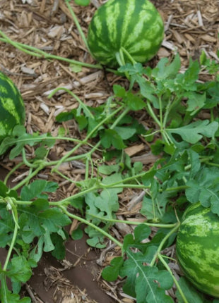Crimson Sweet Watermelon – 25 Seeds