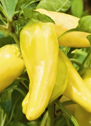 Sweet Banana Pepper – 25 Seeds