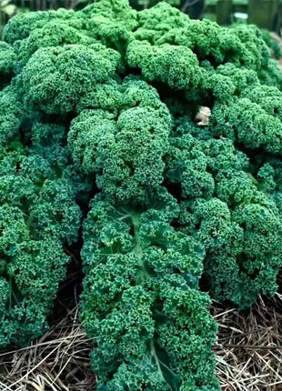 Dwarf Blue Curled Scotch Kale – 250 Seeds