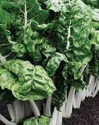 Fordhook Giant Swiss Chard – 100 Seeds