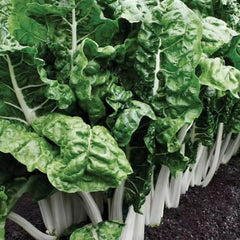 Collection image for: Chard