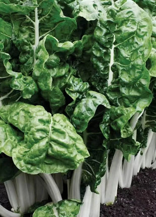 Fordhook Giant Swiss Chard – 100 Seeds