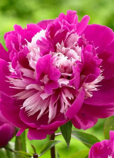 Peony Seeds (Autumn Saw)