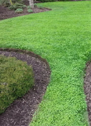 Micro Clover (Mini) – 10,000 Seeds