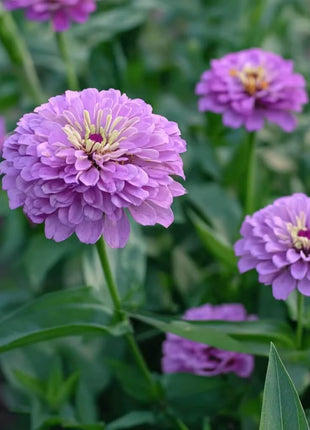 Lavender Zinnia – 100 Seeds
