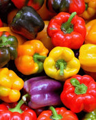 Rainbow Bell Sweet Pepper – 25 Seeds