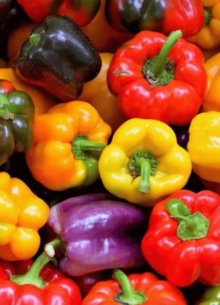 Rainbow Bell Sweet Pepper – 25 Seeds