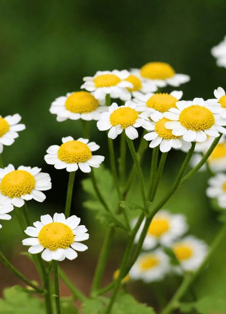 Feverfew – 100 Seeds