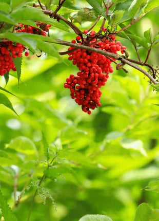 Elderberry Seed Collection (American Black • Red • Blue)