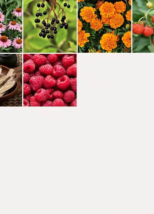 Community Garden Survival Seed Vault – 120 Seed Varieties