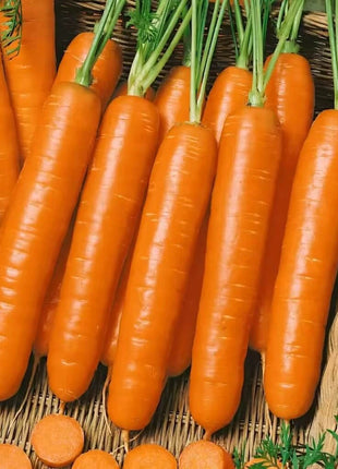 Little Finger Carrot – 250 Seeds