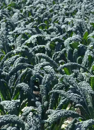 Lacinato "Dinosaur" Kale – 250 Seeds