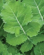 Premier Kale – 250 Seeds