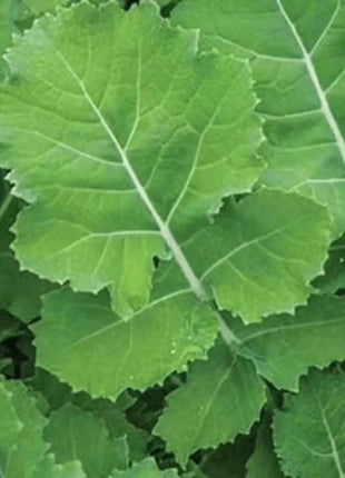 Premier Kale – 250 Seeds