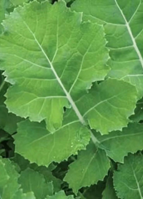 Premier Kale – 250 Seeds
