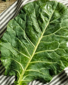 Champion Collard – 100 Seeds