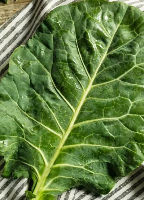 Champion Collard – 100 Seeds
