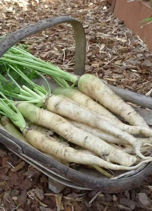 Lunar White Carrot – 250 Seeds