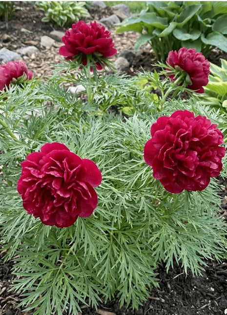Double Flowering Fernleaf Peony Seeds for Planting – Heirloom, Non-GMO, High Germination Fragrant Blooms for Spring Gardens