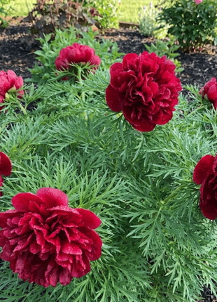 Double Flowering Fernleaf Peony Seeds for Planting – Heirloom, Non-GMO, High Germination Fragrant Blooms for Spring Gardens