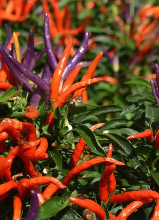Firework Ornamental Pepper – 25 Seeds