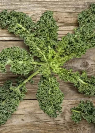 Vates Blue Scotch Curled Kale – 250 Seeds