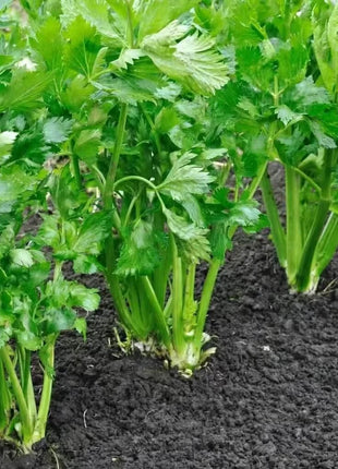 Utah 52-70 Celery – 300 Seeds