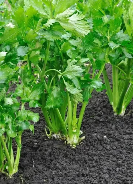 Utah 52-70 Celery – 300 Seeds