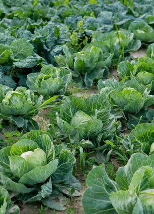 Brunswick Cabbage – 100 Seeds
