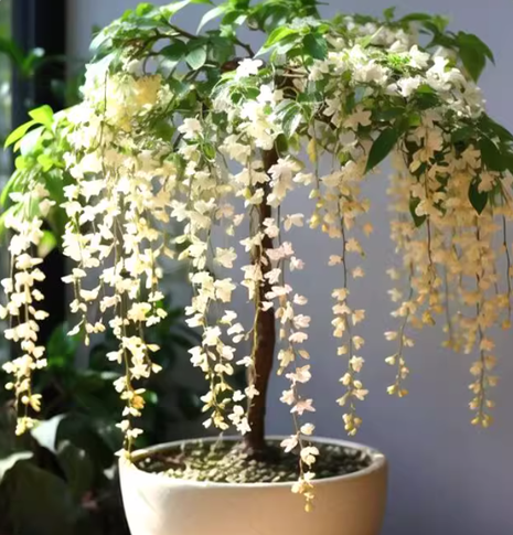 🌸 Last Day 49% OFF – Winter-Friendly Hanging Jasmine—Dreamy Indoor Flower🌿❄️-1