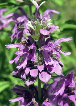 Lemon Bee Balm (Lemon Mint) – 100 Seeds