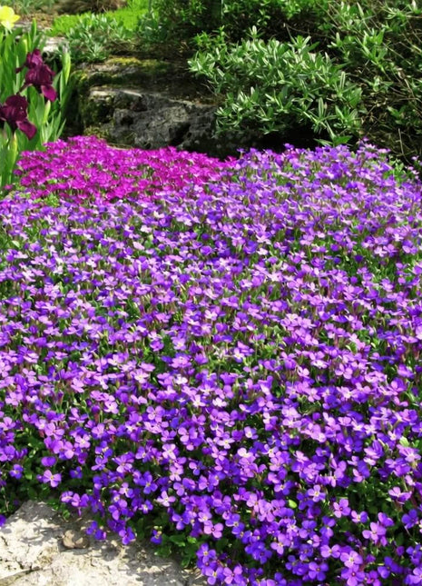 Purple Rockcress – 250 Seeds
